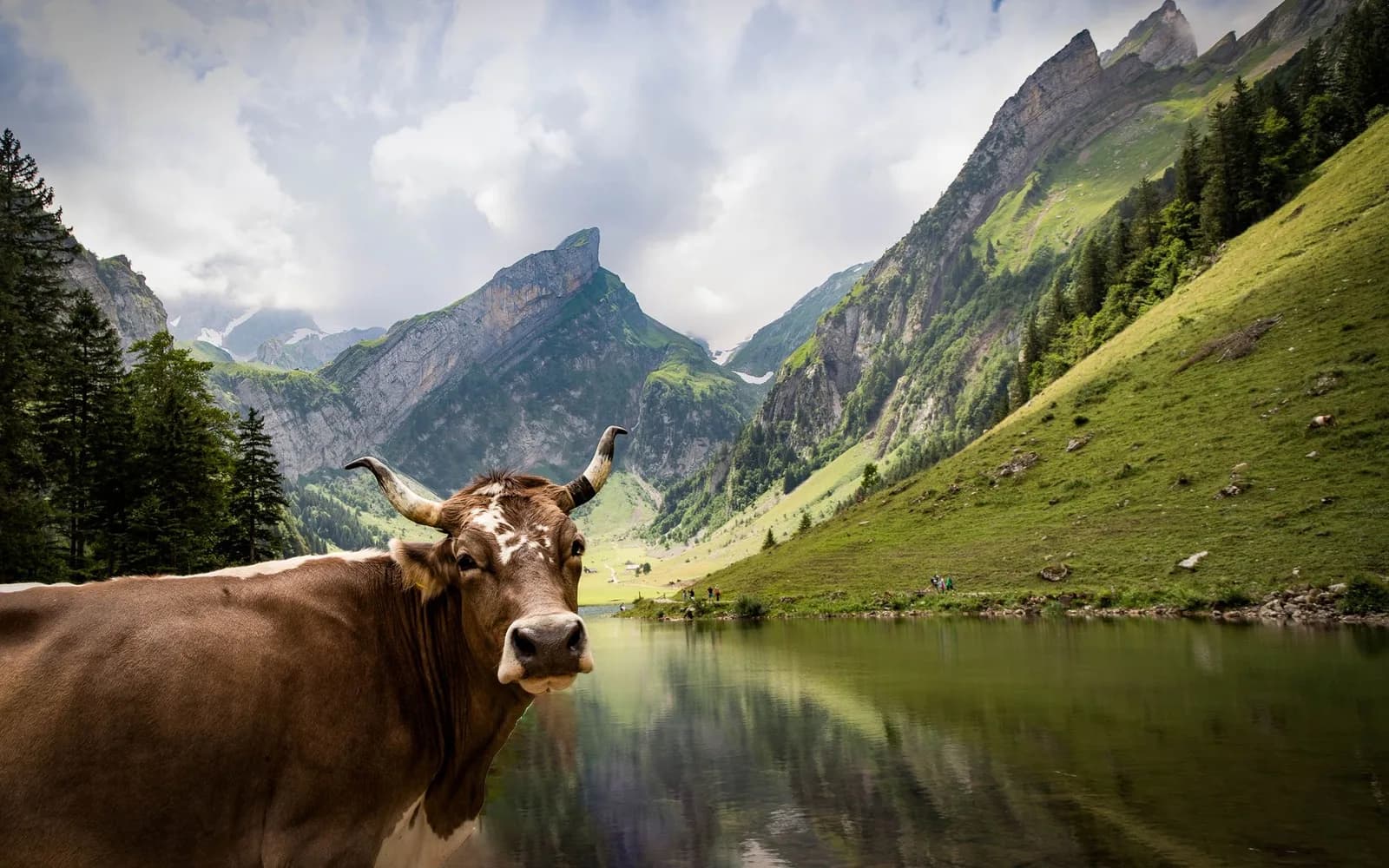 Eine Kuh am Seealpsee im Alpstein