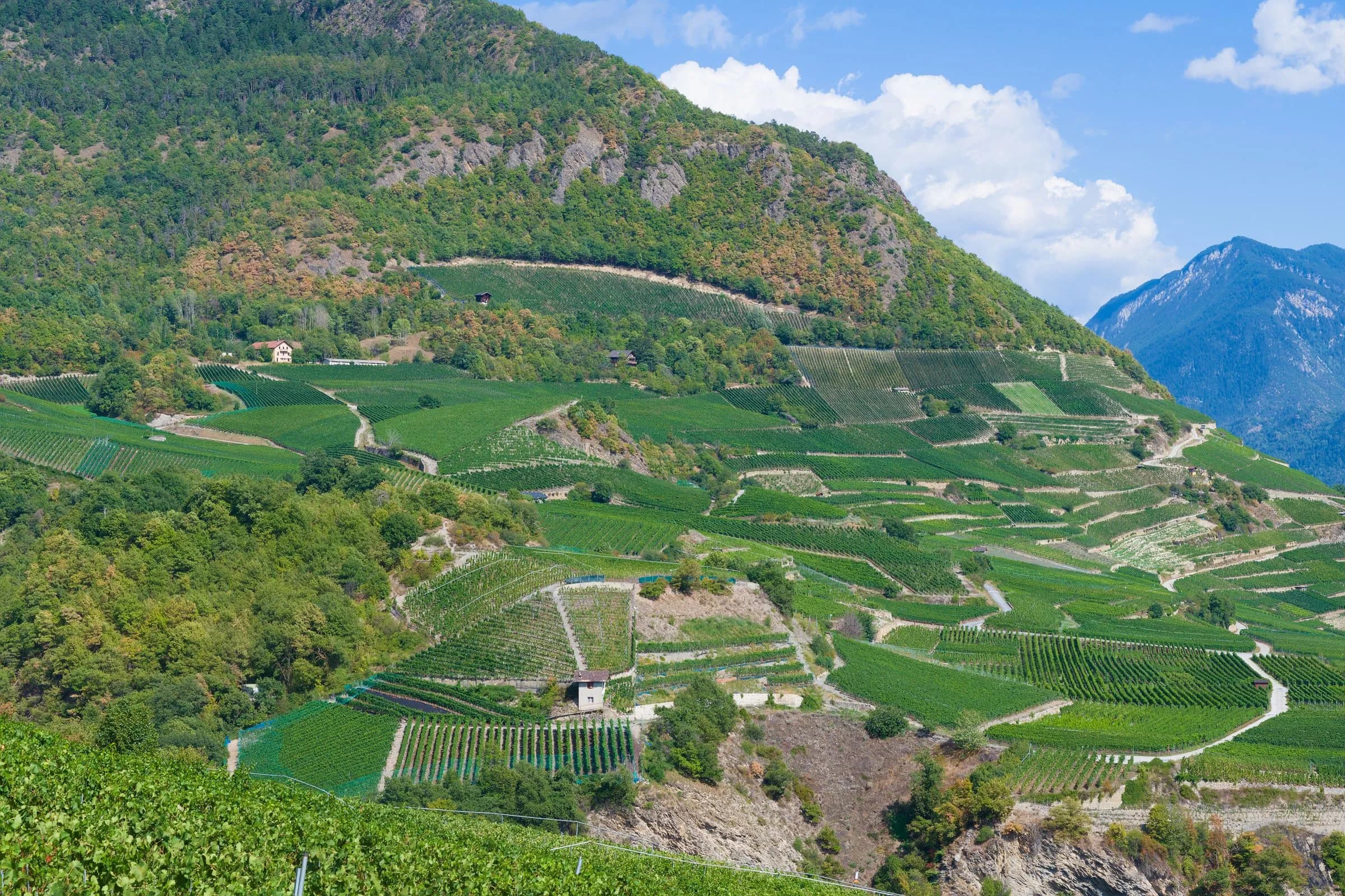 Rhonetal mit Weinbergen im Wallis